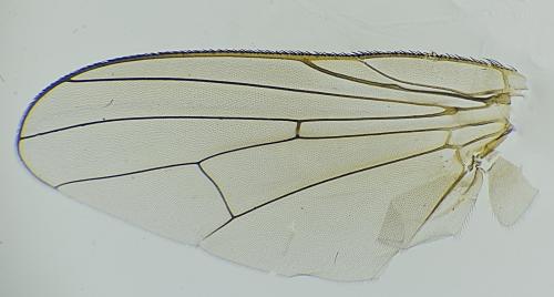 Réf. 306 039 : Delia platura